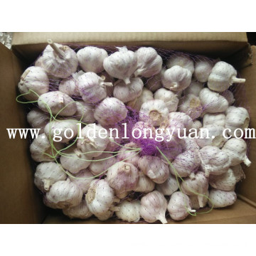 Fresh Normal White Garlic Packed with Carton